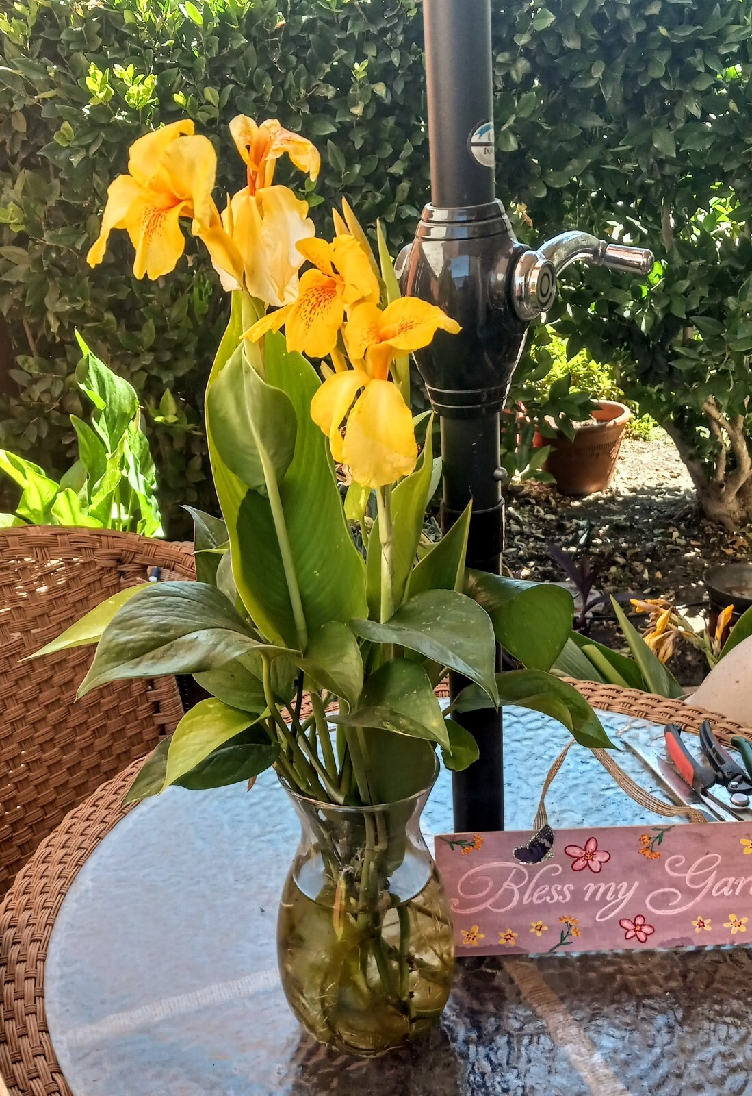 8 Canna Bulbs w/Roots FRESHLY DUG PLANTS Yellow Flowers w/Red Speckled Throats