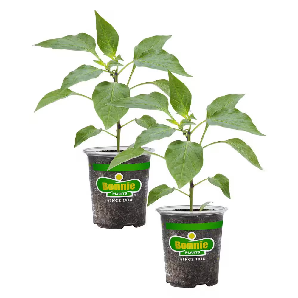 19.3 oz. Giant Marconi Pepper Plant, (2-Pack)