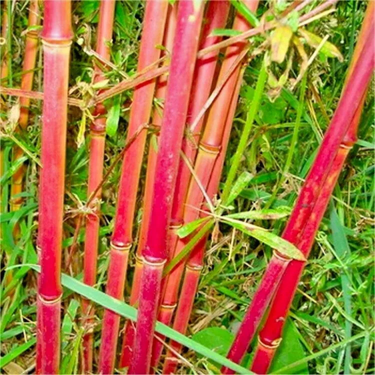 10 STUNNING RED DRAGON BAMBOO SEEDS – Landscape Garden Cover