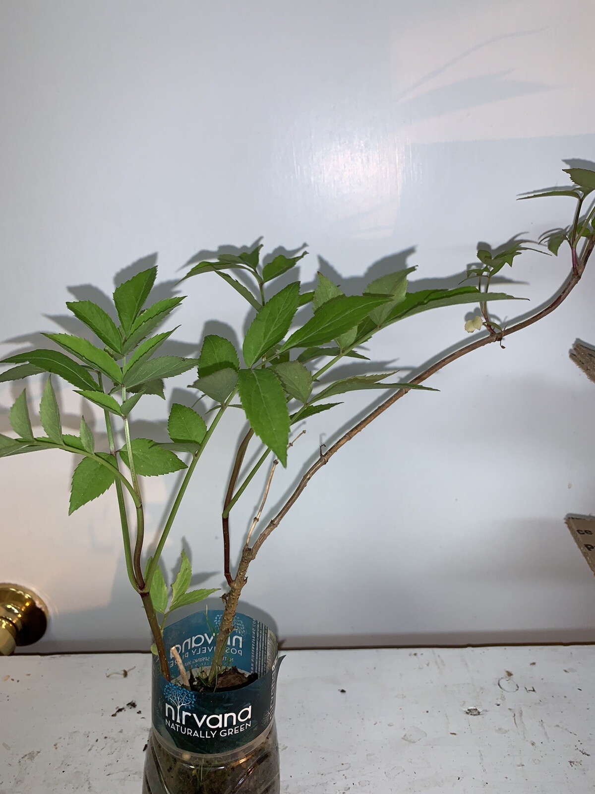 One live rooted plant of Elderberry “Sampo”, sent in box