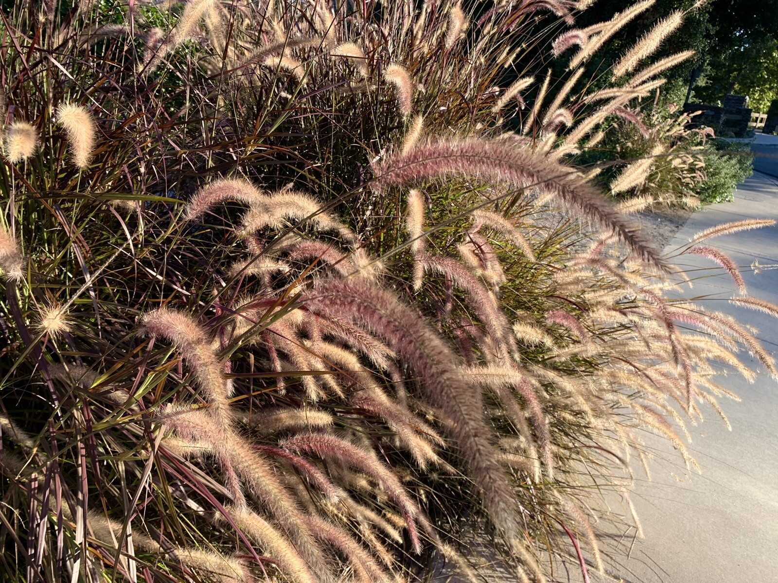 Purple Ornamental Grass, Pennisetum, Dark Burgundy – 100+ fresh seeds – USA