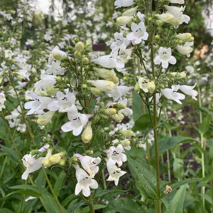 Foxglove Beardtongue Flower Seeds, Seeds to plant in your home garden.