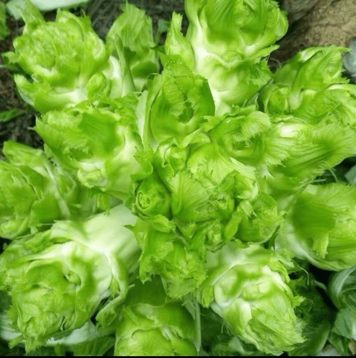 300+ Asian Gemmifera Lee&Lin Baby Mustard Non-GMO Seeds.300多粒儿菜(抱子芥）非转基因种子2025年产