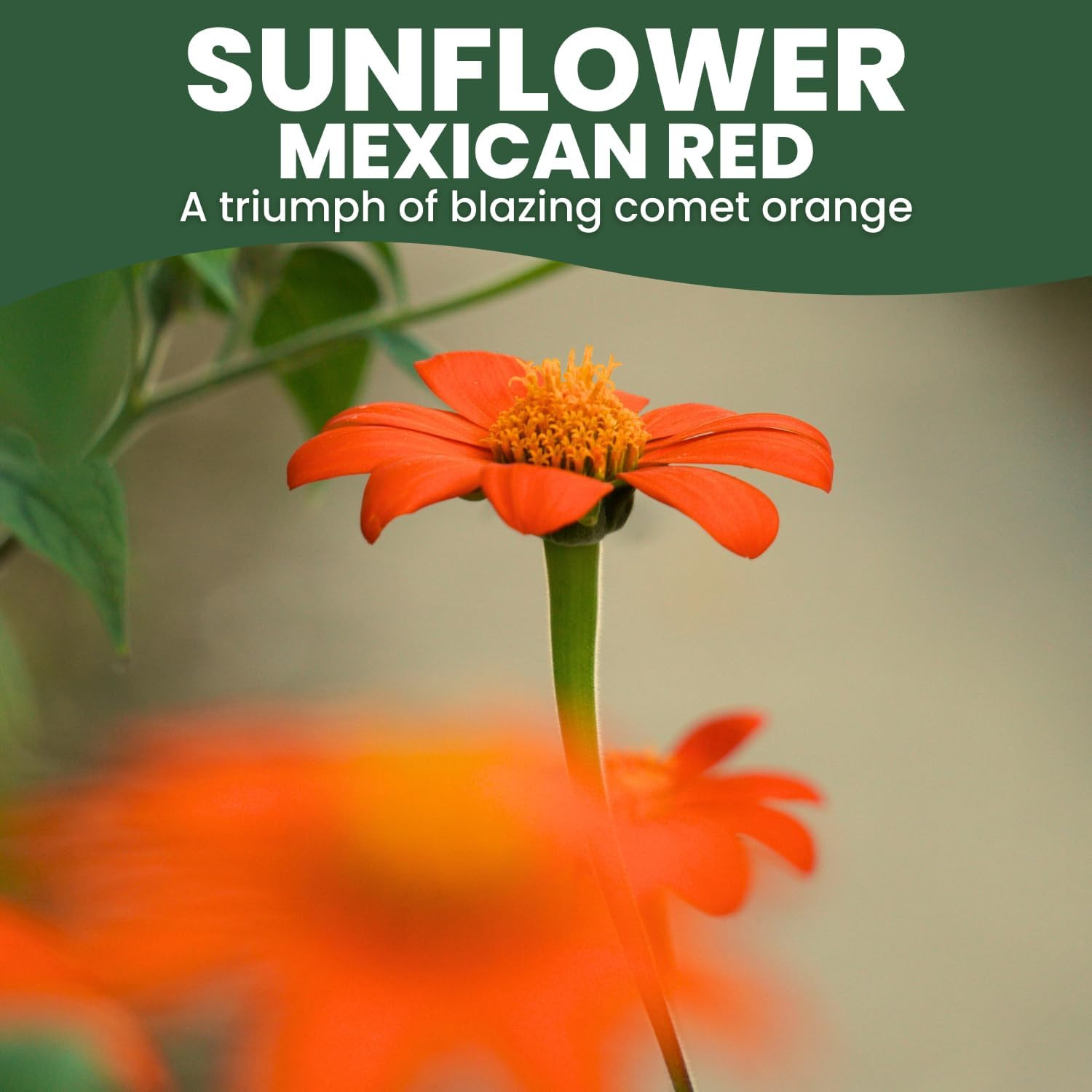 Mexican Sunflower (Red) – 400 Seeds for Planting – 5-Gram Pack – 2026 Growing Se