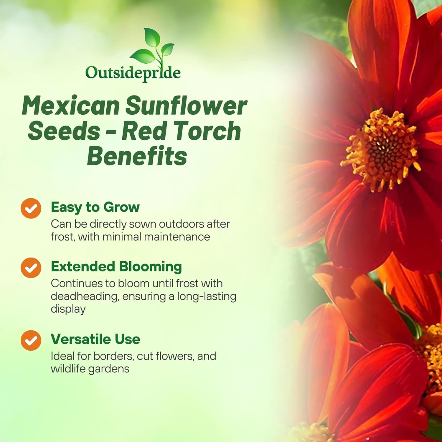 1000 Seeds Tithonia Torch AAS Winner Mexican Sunflower Seeds For Planting