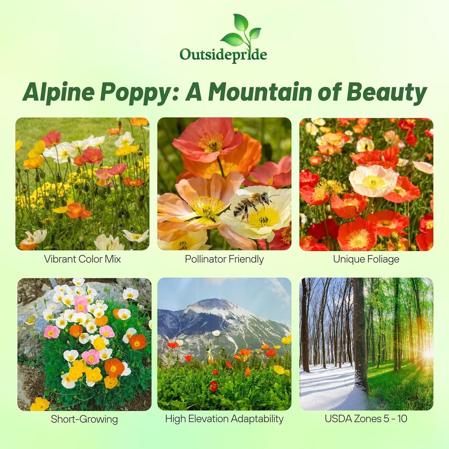 10000 Seeds Poppy Seeds – Alpine Poppy Flower Seed