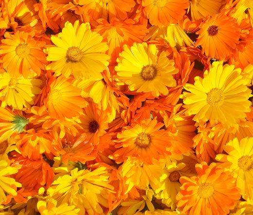 CALENDULA PACIFIC BEAUTY Calendula Officinalis – 2,000 Bulk Seeds