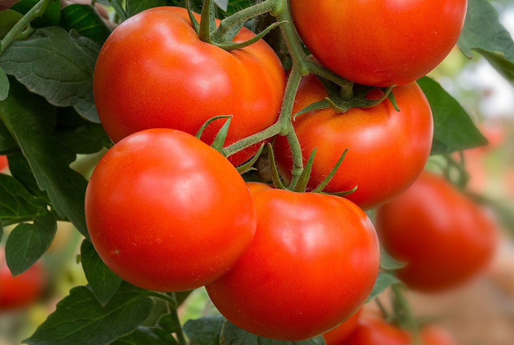 Container’s Choice Red Tomato: 15 Seeds