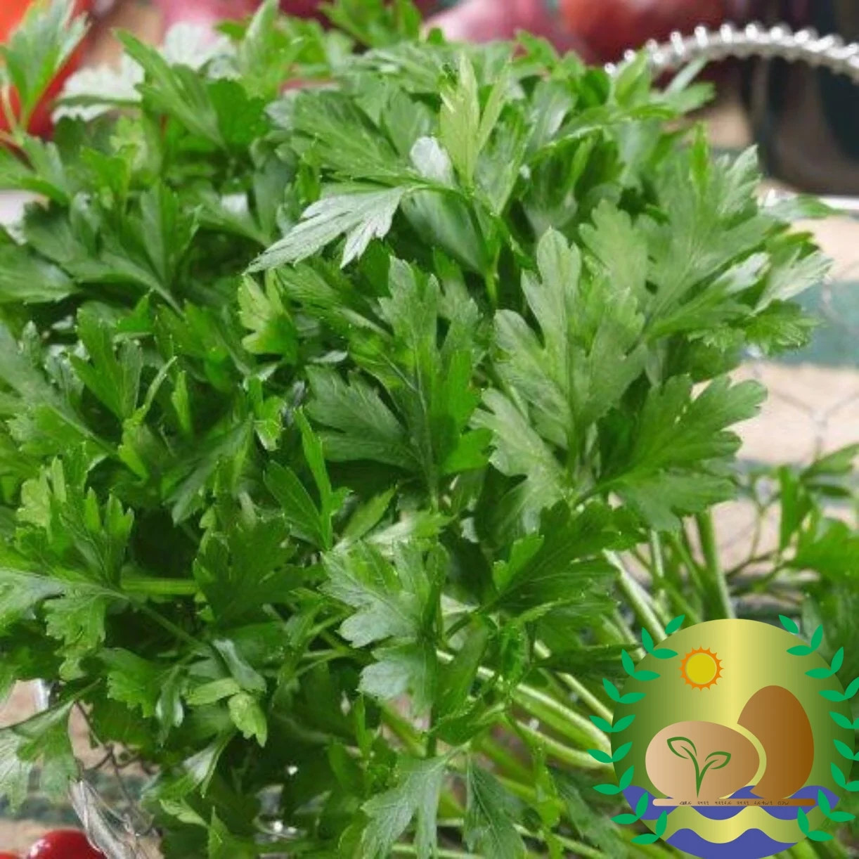 Flat Leaf Parsley Seeds | NON-GMO | Heirloom | FREE SHIPPING