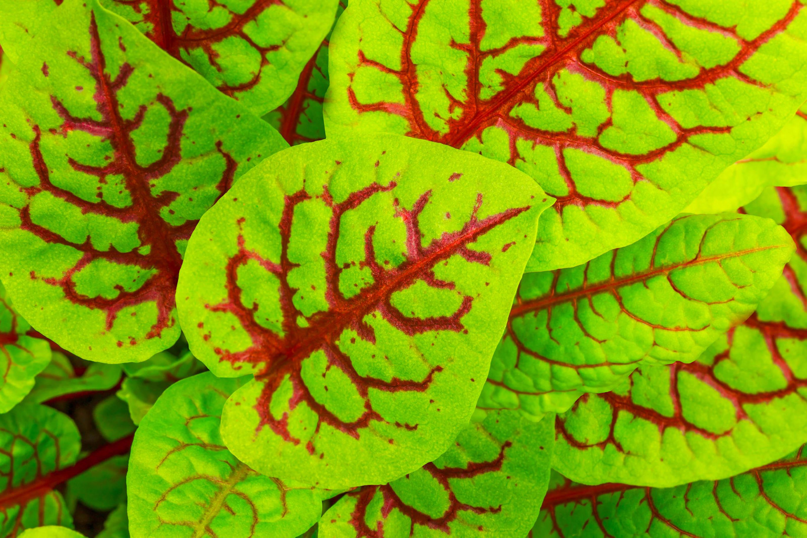 Red Veined Sorrel Seeds, Colorful Salad Greens, Fast Shipping, Tracking Included