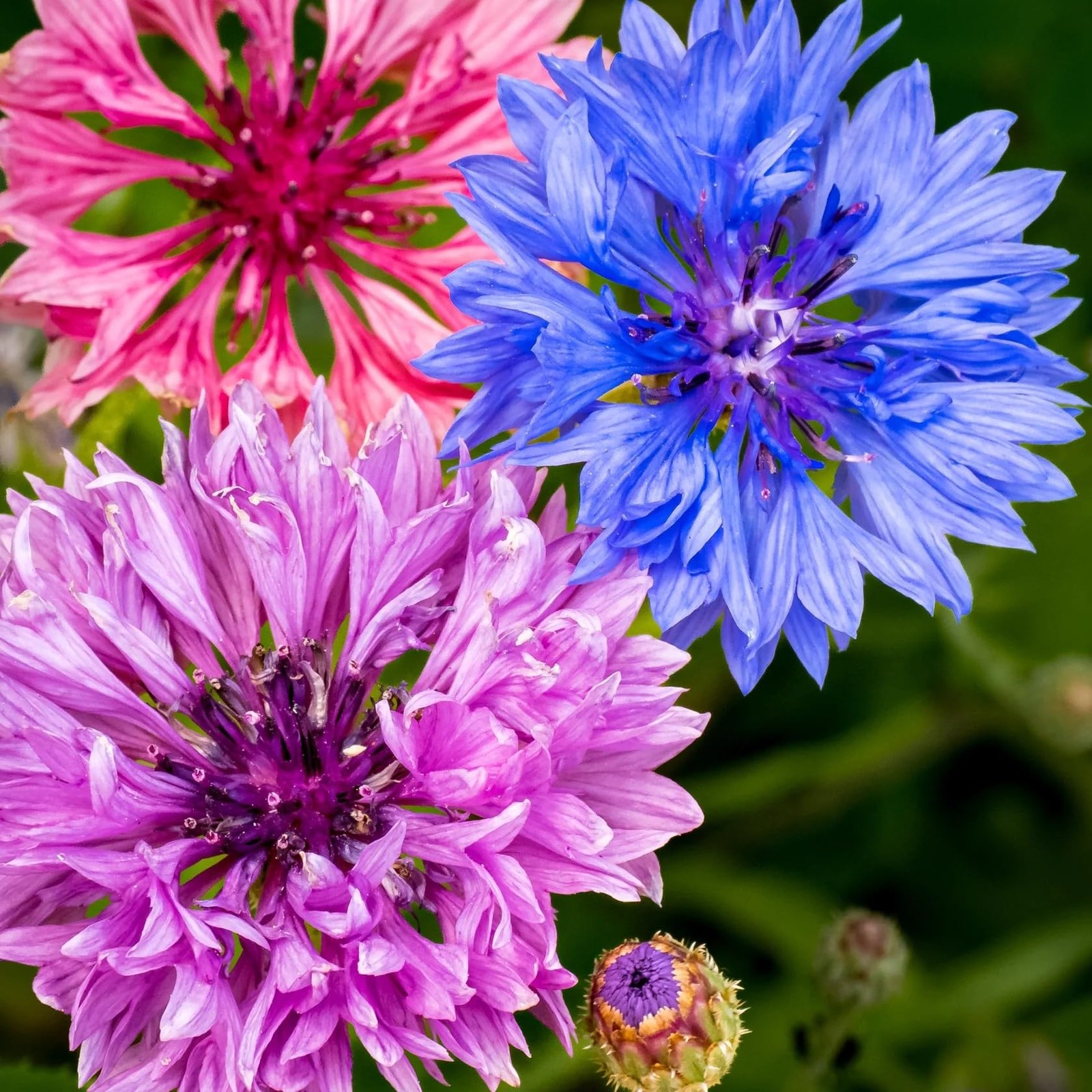 3,000 Bachelor Button Seeds for Planting – Cornflower Wildflower Seed (Centau…
