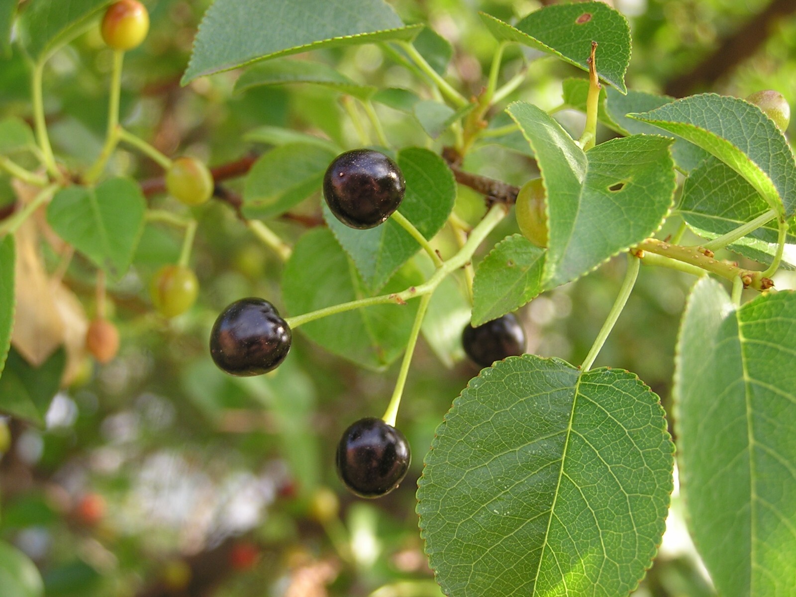 Arabian Cherry | Premium Seeds | Prunus mahaleb ‘Fruit’ | Plants’®