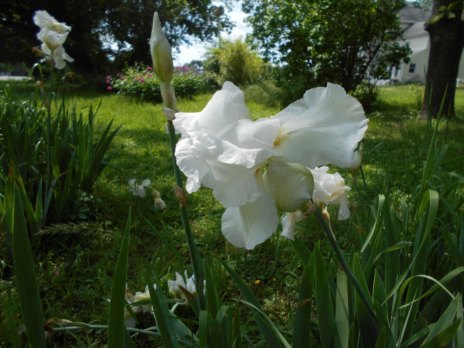 3 Tall Bearded Iris, White with Yellow Beards, Large Flowers, Fragrant