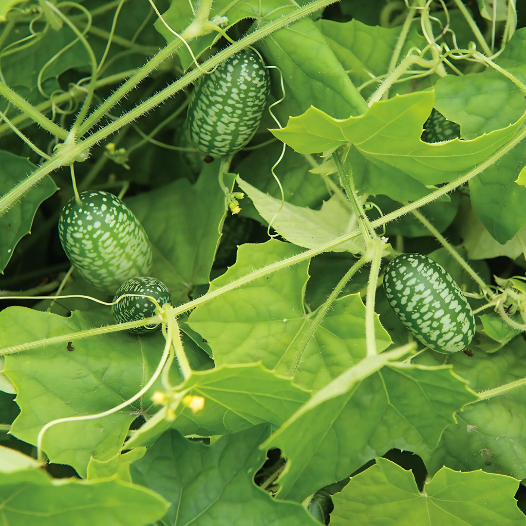 Fresh Mexican Sour Gherkin Seeds | Mouse Melon | Heirloom Non-GMO | Vegetables