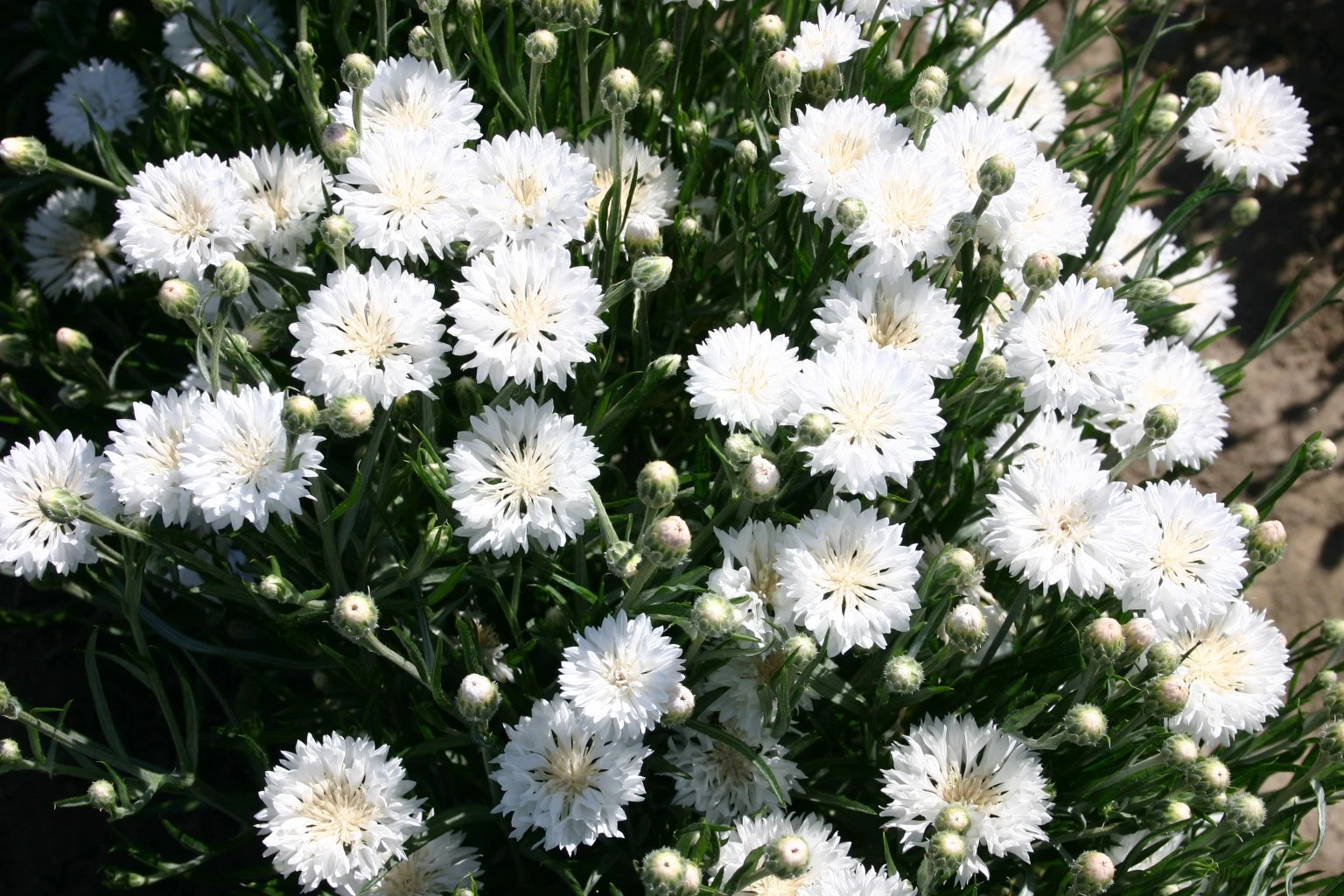 Tall White Bachelor Button Cornflower Seeds. 250 Seeds. Free Shipping!