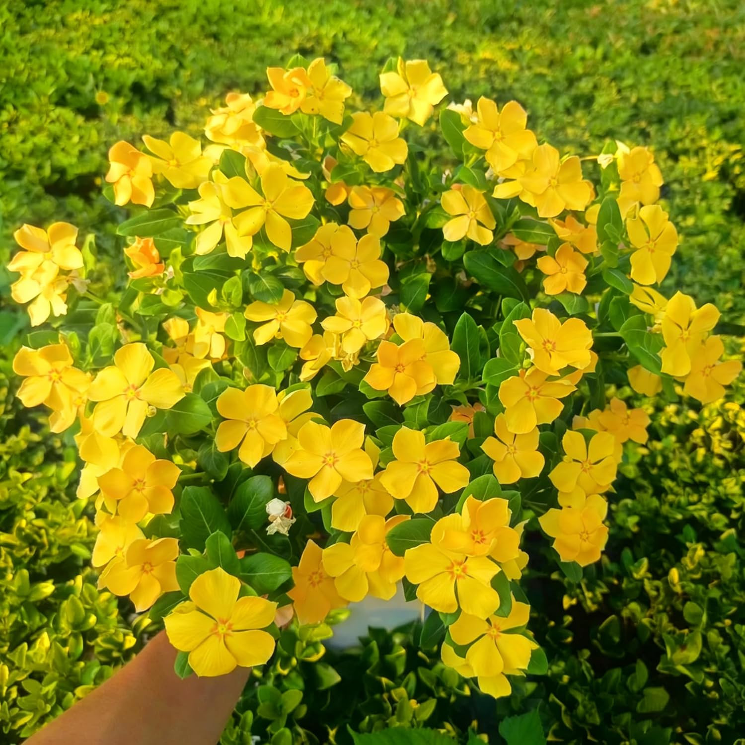 Madagascar Periwinkle Seeds for Planting, 1000Pcs Rare Perennial Periwinkle Flow