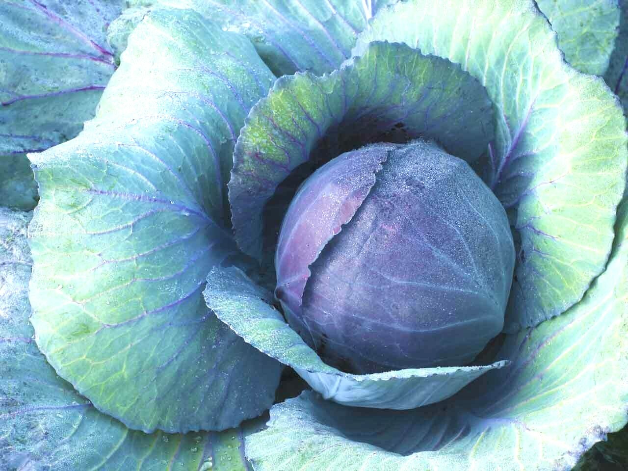 401+RED ACRE Cabbage Seeds Heirloom Spring Fall Vegetable Garden Patio Container