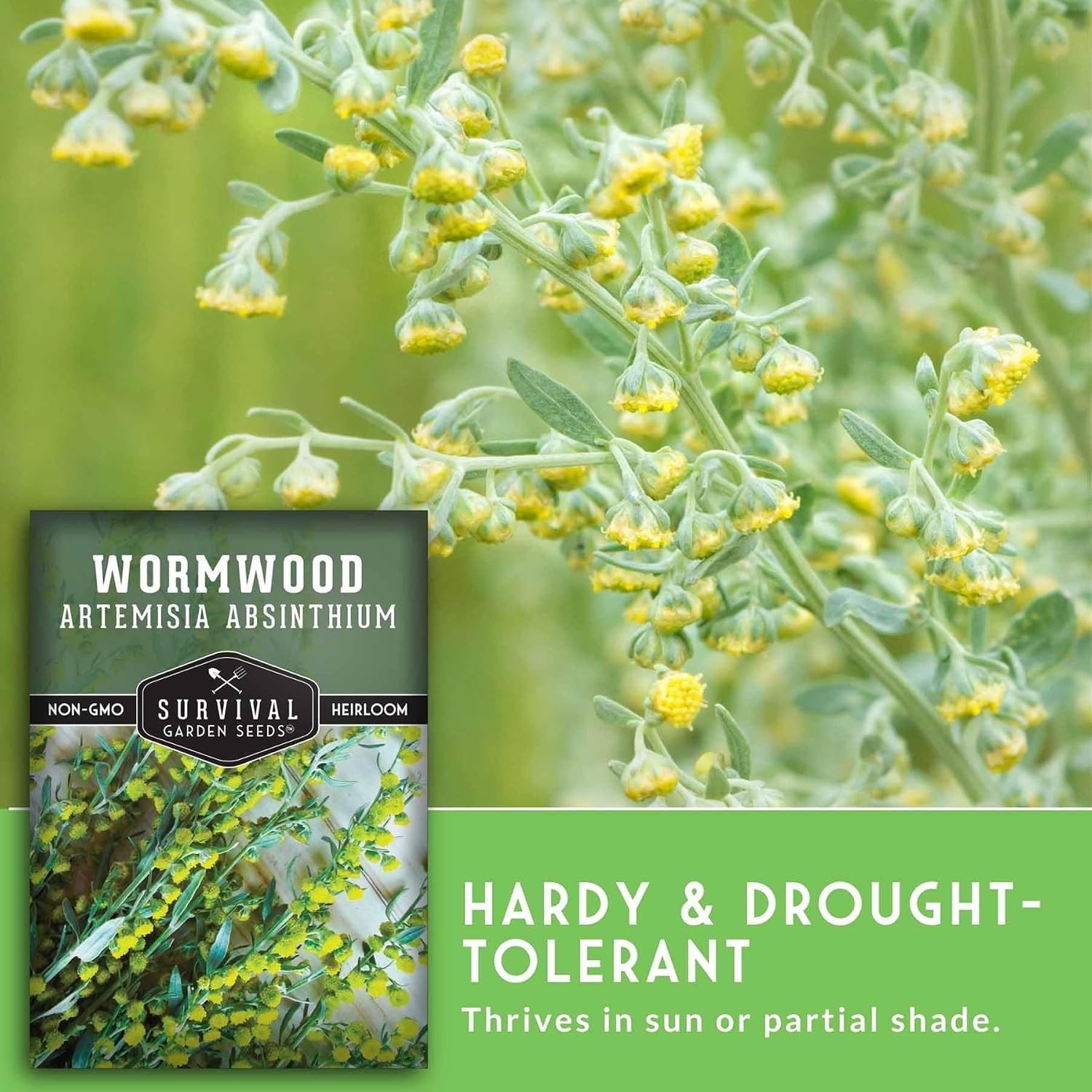 5-Pack Heirloom Wormwood Seeds – Deer Resistant Medicinal Herb for Home Gardens