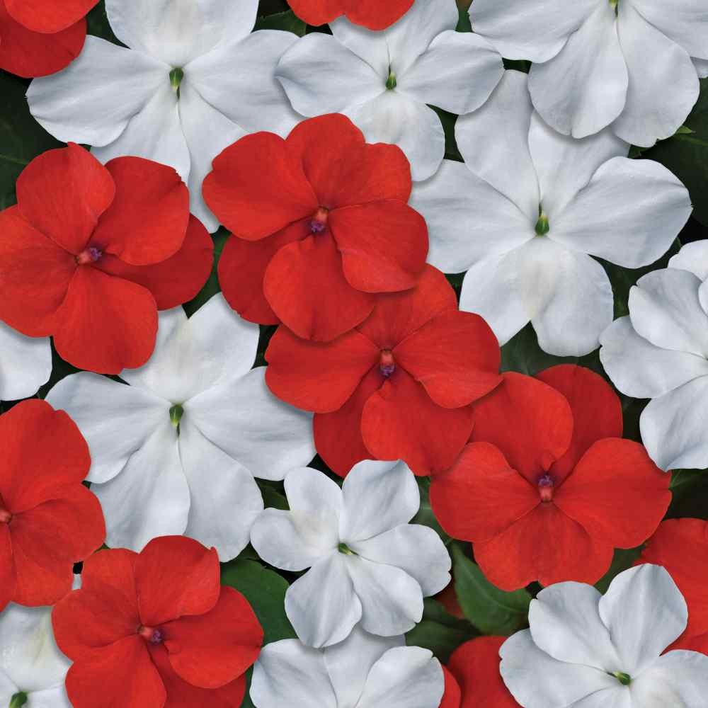 100 Seeds Red & White Impatiens Seed Mix