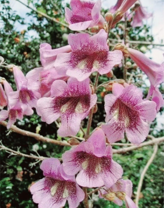 450 Royal Paulownia Empress Tree Seeds Paulownia Elongata Fastgrowing Forest Tre
