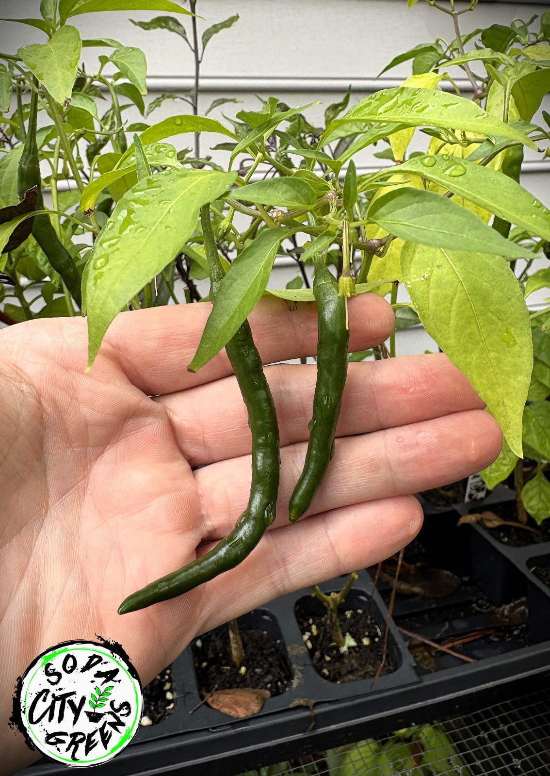 Dragon Thai Pepper Seeds