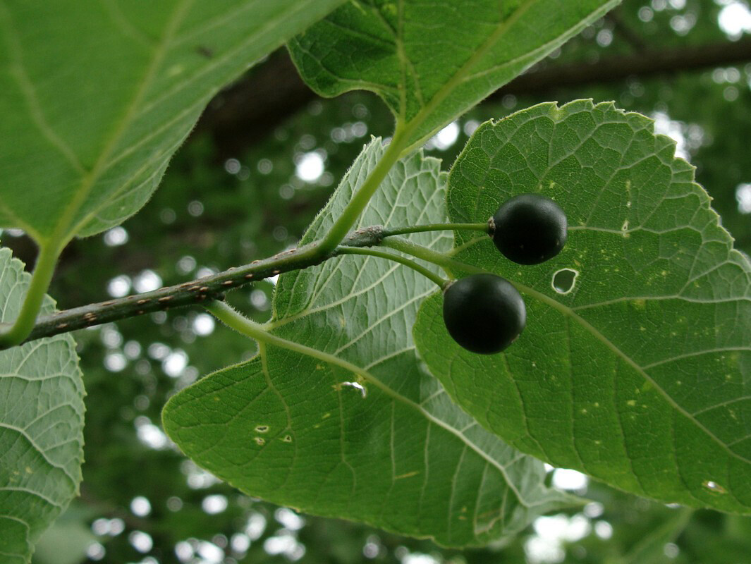 Hackberry, Celtis occidentalis, Tree Seeds