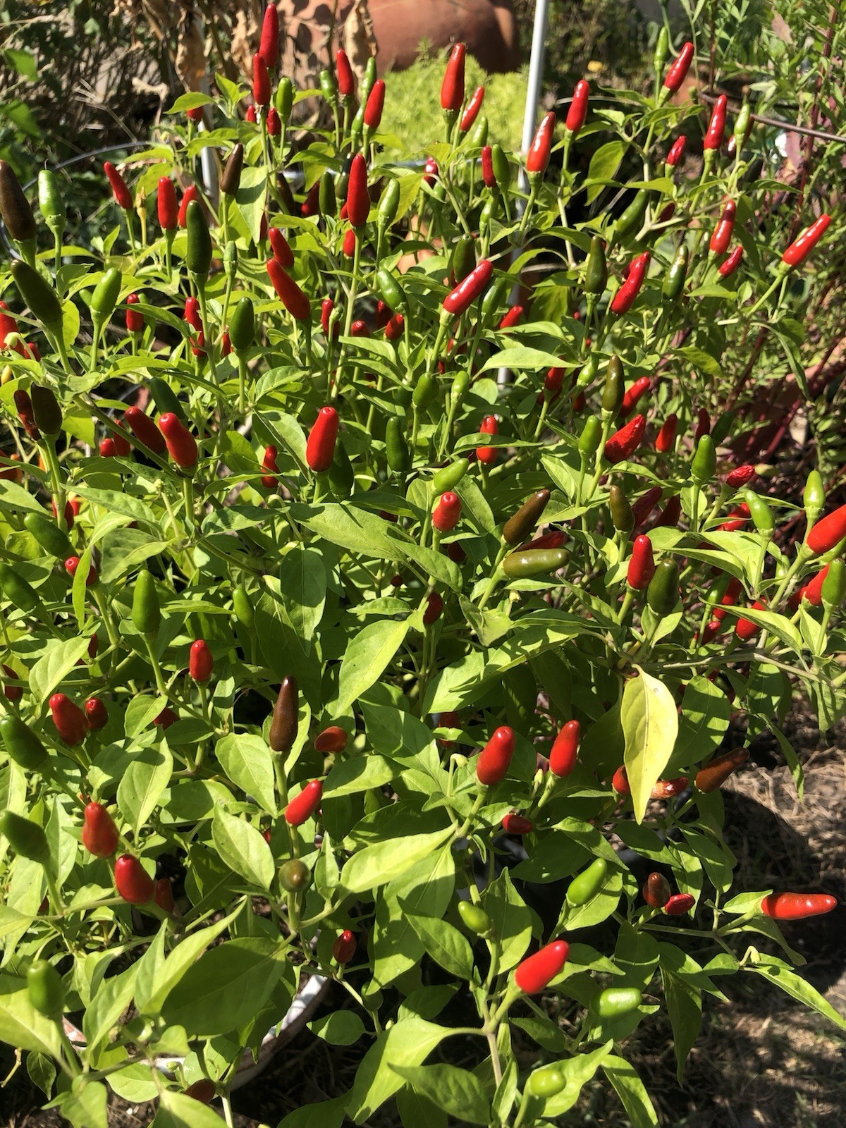 Bird’s Eye Chili Pepper – 25 Fresh Seeds – FREE Shipping