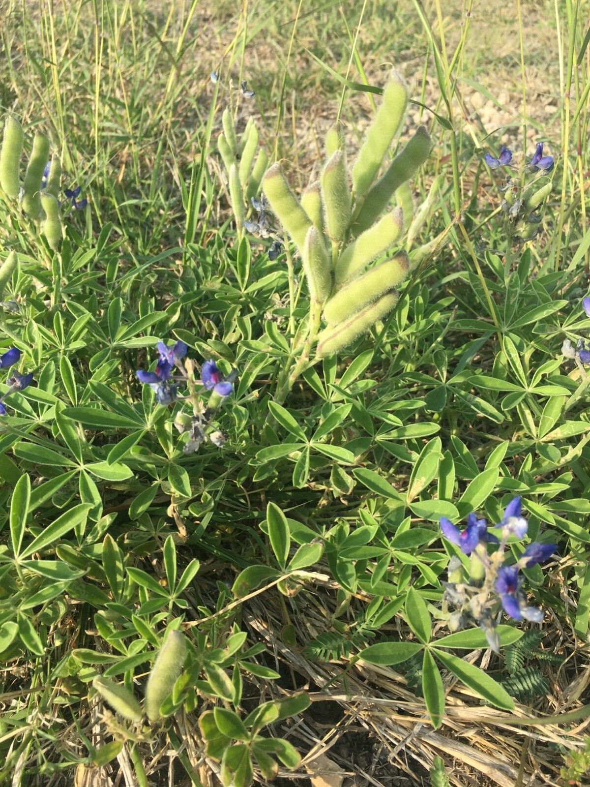 Texas Bluebonnet- Lupinnis- 150 seeds