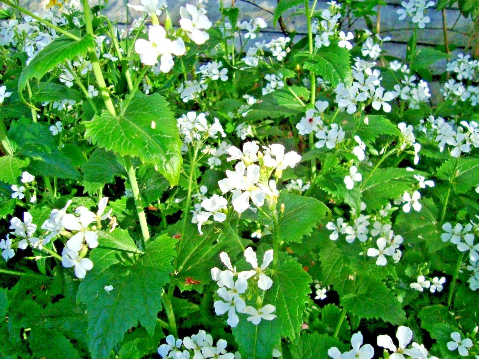 50+MONEY PLANT Flower Seeds Native Wildflower Ornamental Garden Container Easy