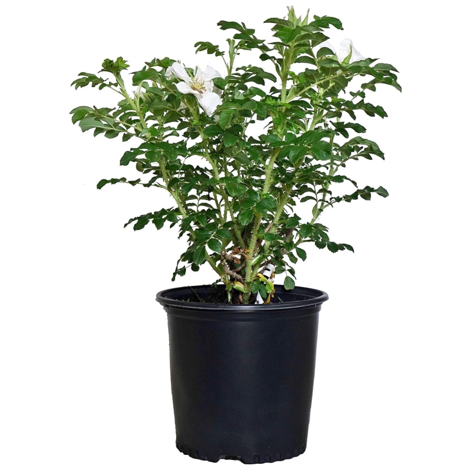 White Rugosa Rose Plant – Hardy & Beautiful