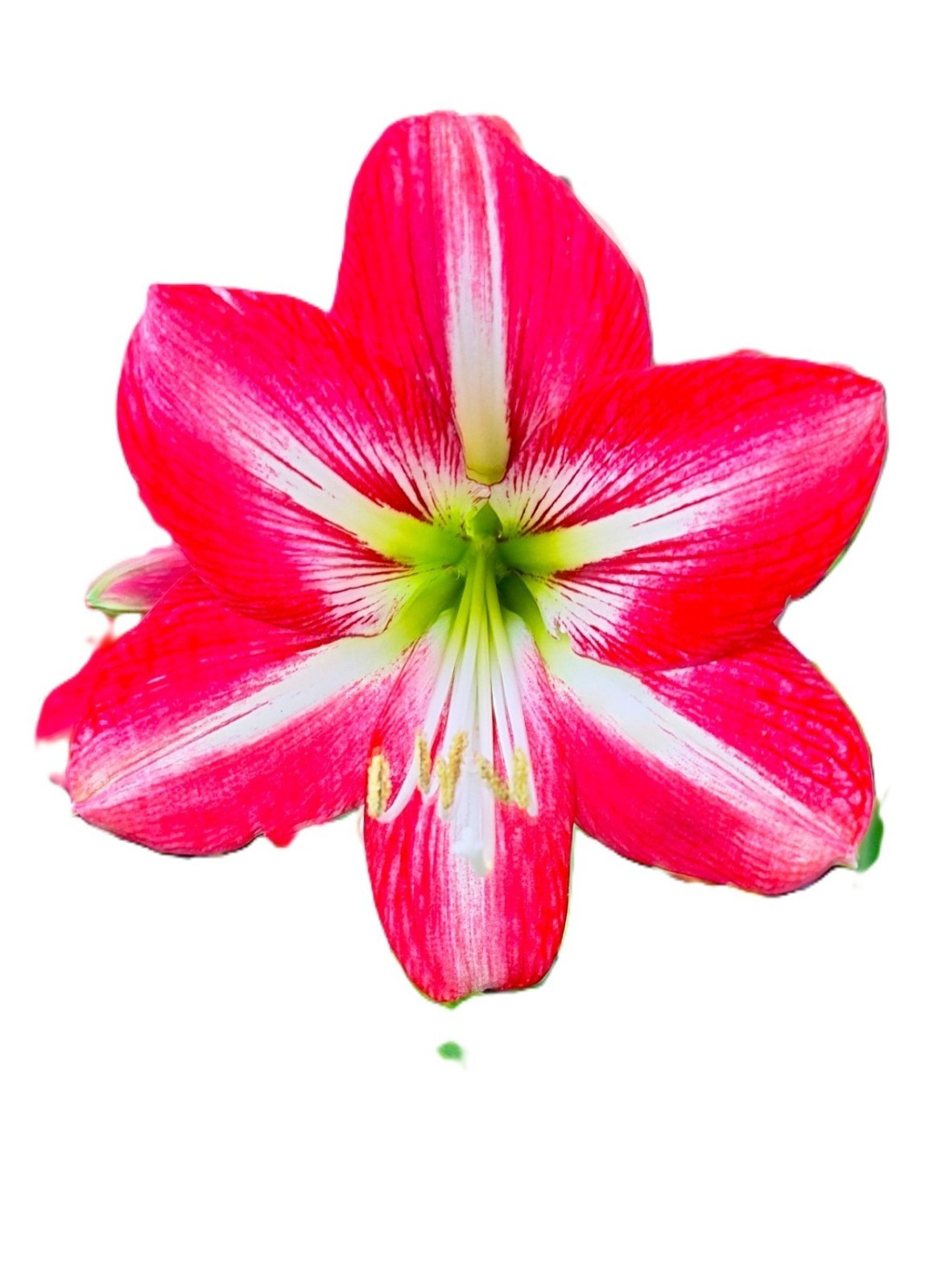 Amaryllis “Samba Seeds 25 Count For Tropical Landscaping.