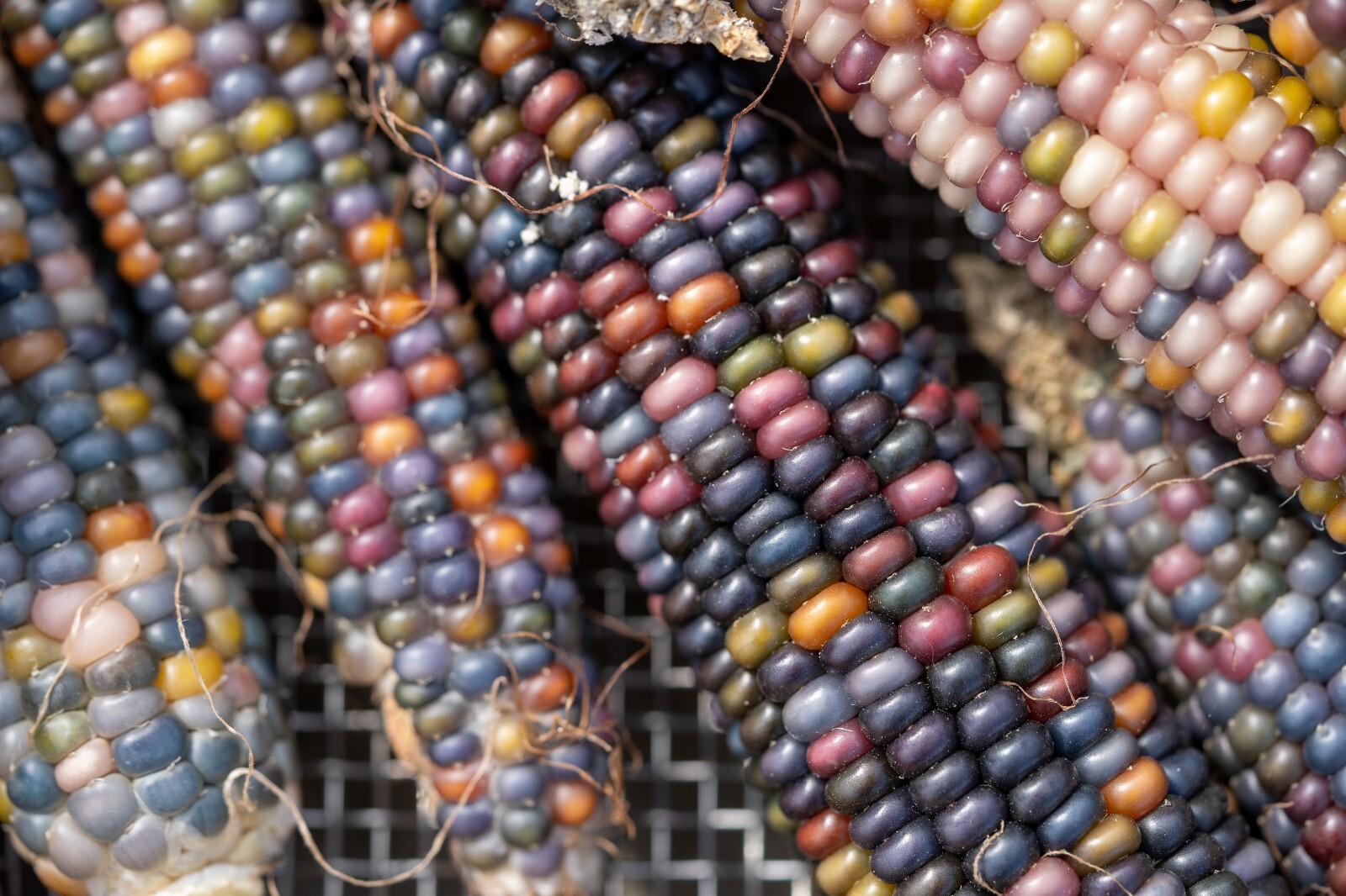 Glass Gem Corn Seed Packet Bulk Organic Non-GMO Kaleidoscopic Colors Heirlooom