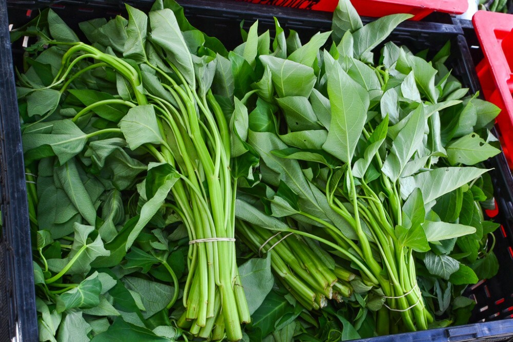 Chinese Water Spinach Thai Morning Glory Convolvulus Seeds Ong Choy Kang Kong GM