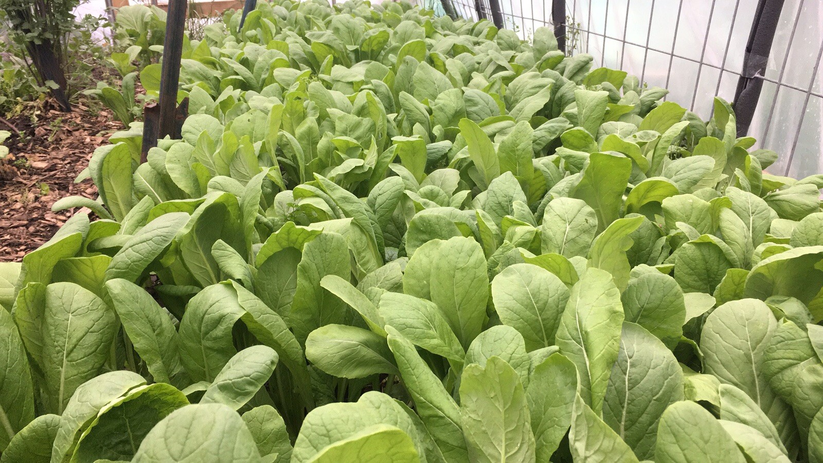 USA 1/2-oz 6000+ YU CHOI / YOU CAI XIN 青骨油菜 / 油菜心; fast harvest!