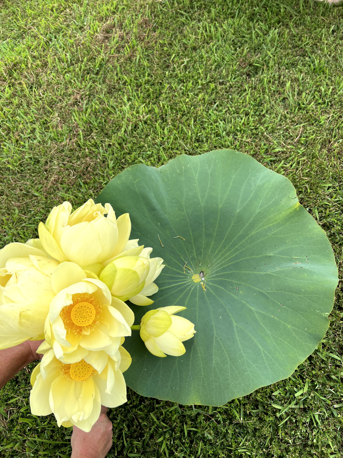 10 Seeds Yellow Lotus Flower Seeds American Water Lily for Pots or Pond