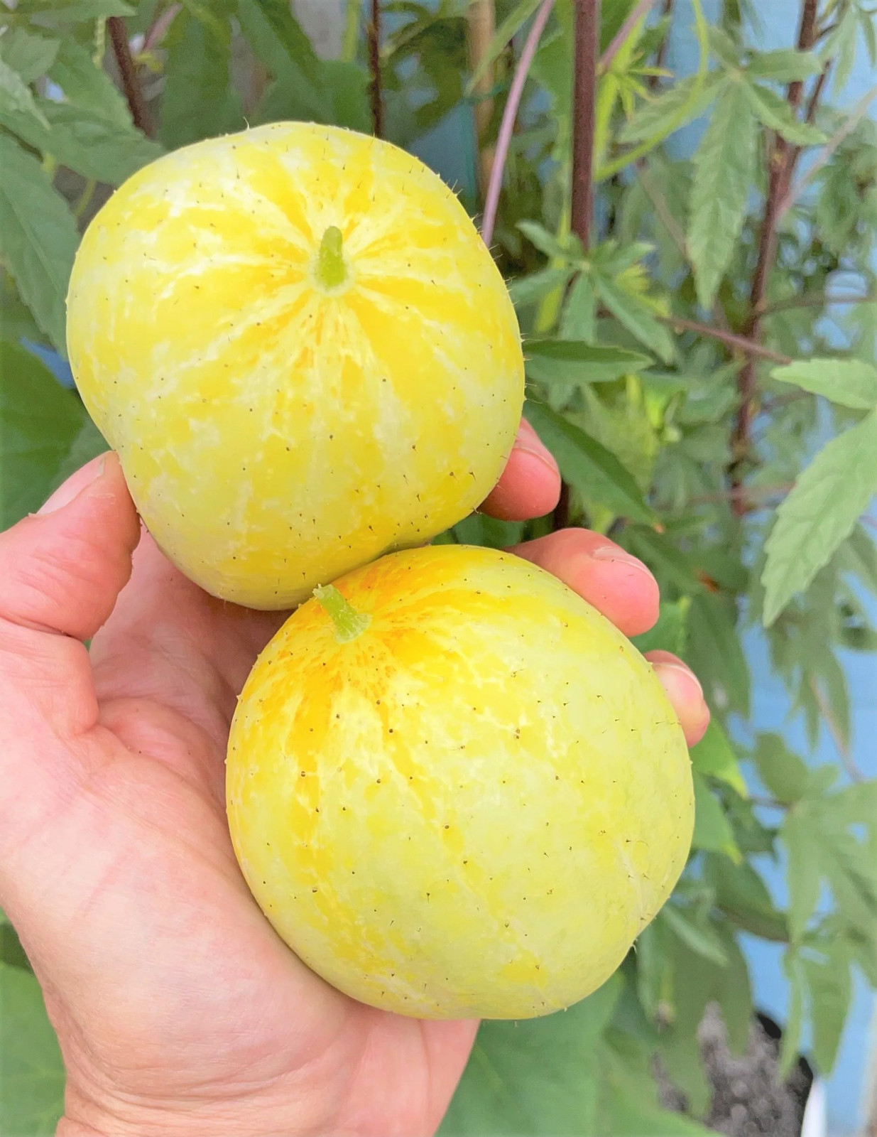 Lemon Cucumber Seeds | Golden Yellow Crystal Apple Cucumbers Budamkaya Seed 2024