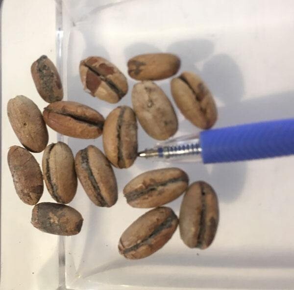 Phoenix sylvestris | India Date Palm | Silver Date Palm | 20 Seeds