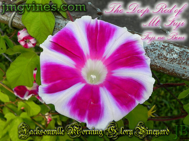 The Deep Red of Mt Fuji / Fuji no Beni Japanese Morning Glory 6 Seeds