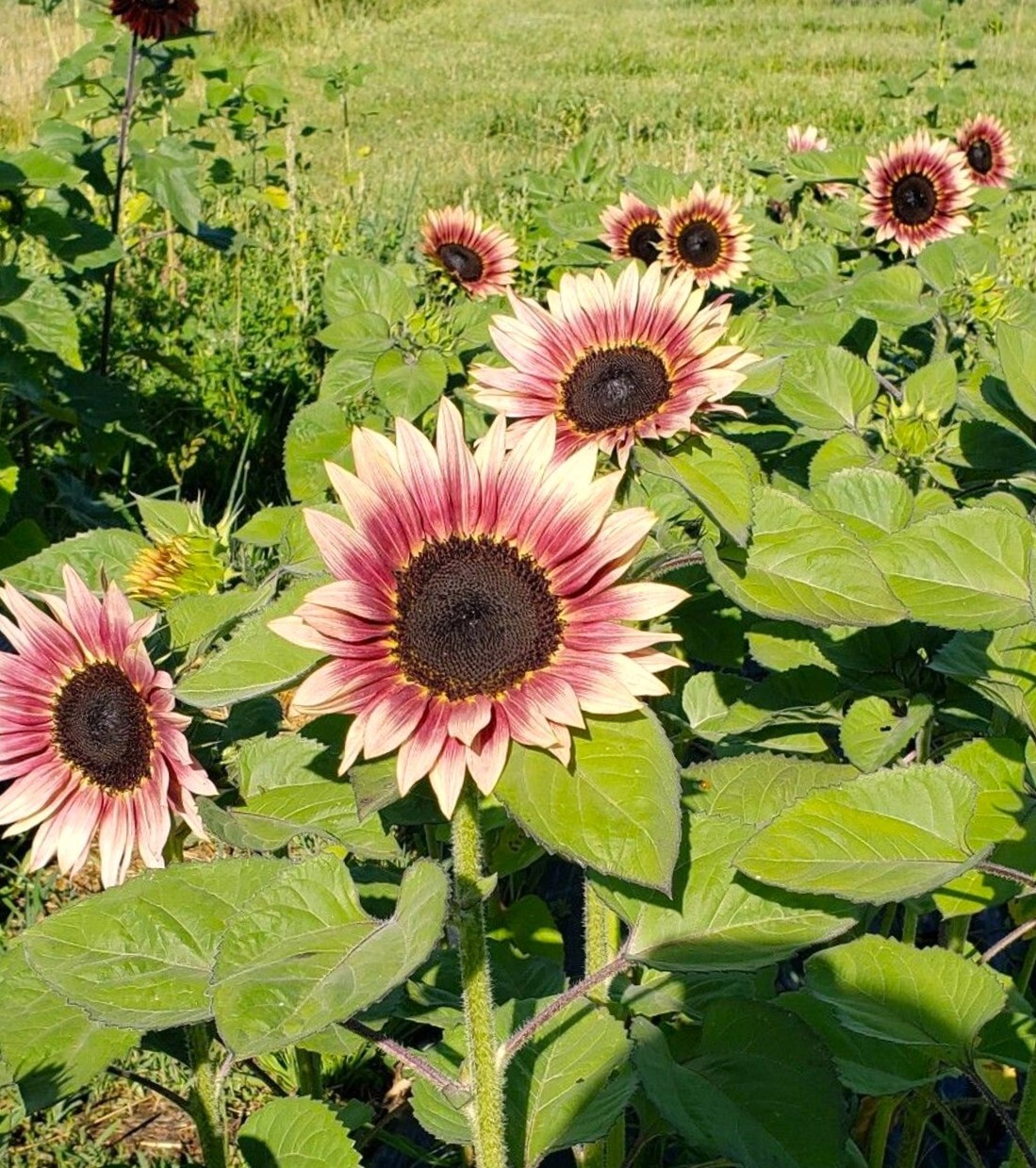 ProCut Plum Sunflower Seeds | Pink Purple Bicolor Flower Seed 2024 Fast Shipping
