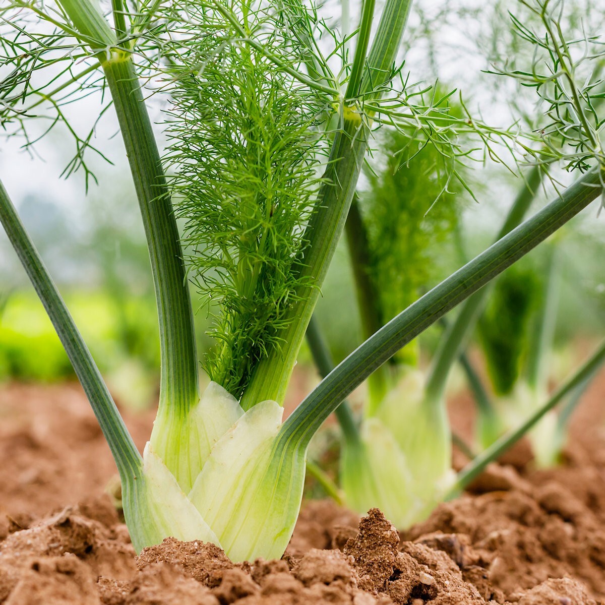 1/4 Lb Florence Fennel Herb Seeds – Everwilde Farms Mylar Seed Packet