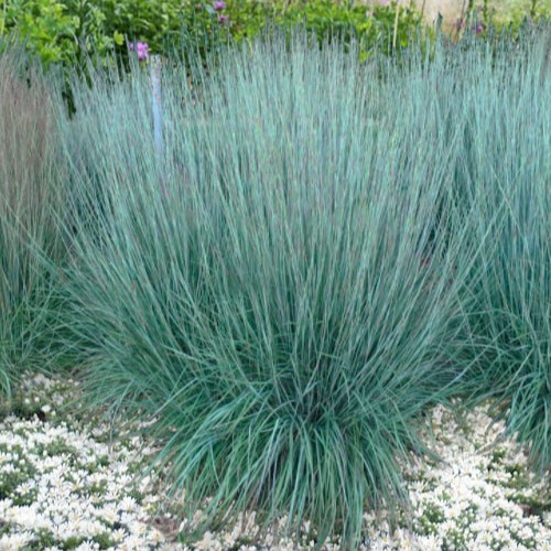 LITTLE BLUESTEM GRASS SEEDS 300+ PERENNIAL ORNAMENTAL GRASS garden FREE SHIPPING