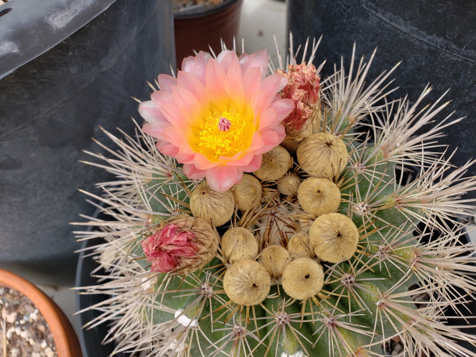 Notocactus roseoluteus seeds 50x Seeds