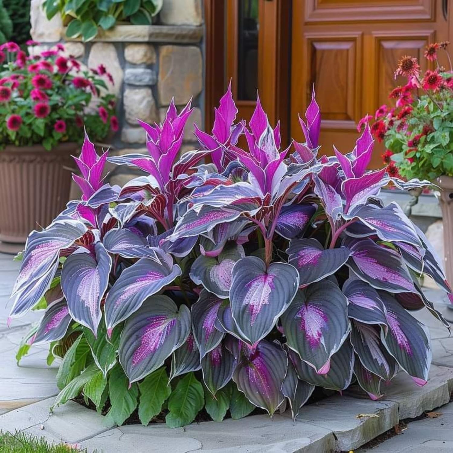 330+ Mixed Color Hosta Seeds for Planting – Shade-Tolerant Perennials, Dual Use