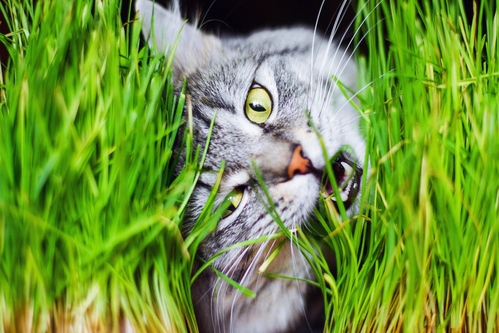 500 Organic CAT GRASS WHEAT Grass Pet Grass Wheatgrass Triticum Aestivum Seeds
