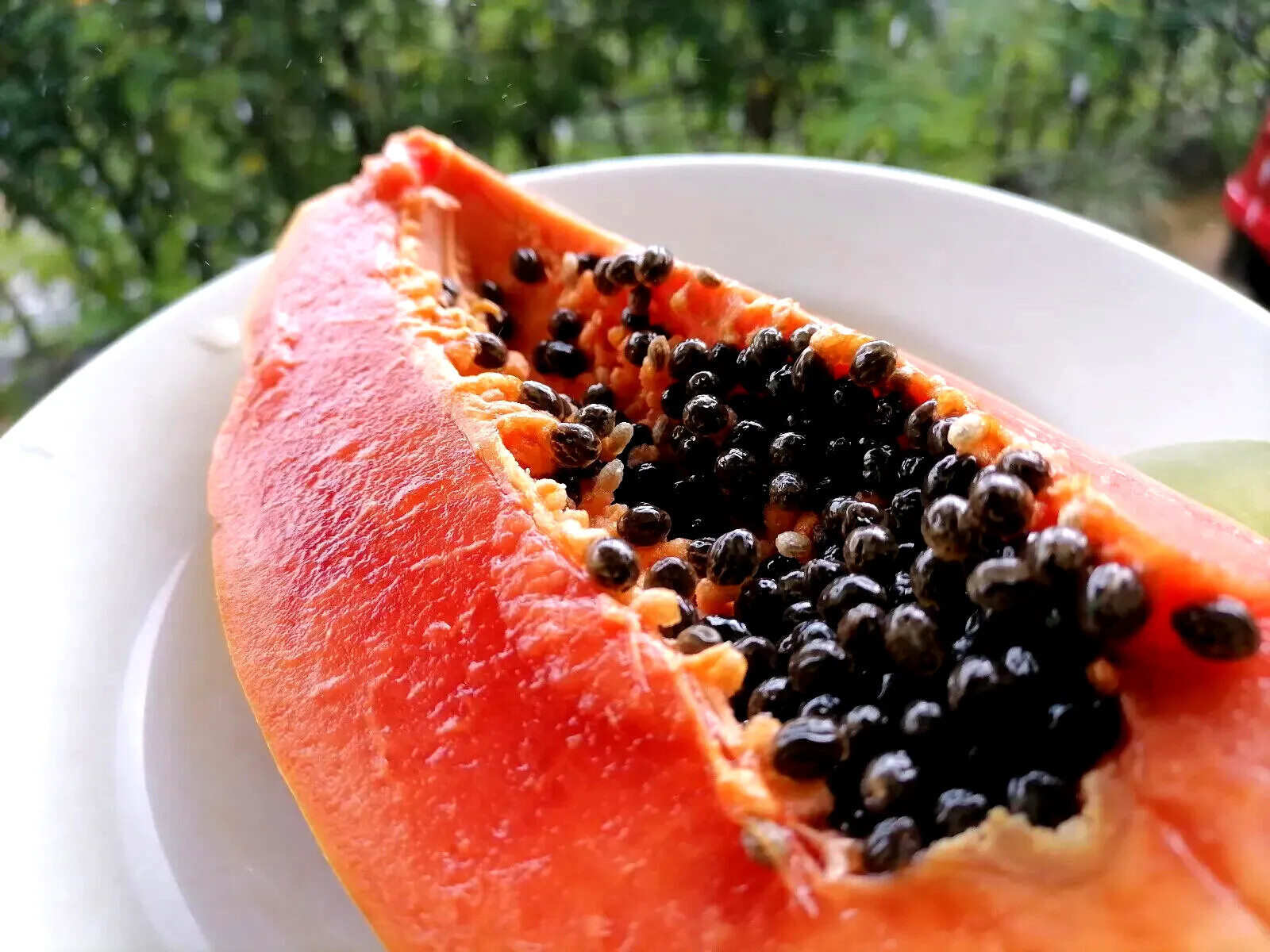 50 “DWARF SOLO WAIMANALO TREE SEEDS” (Carica Papaya) Fast Fruit Houseplant