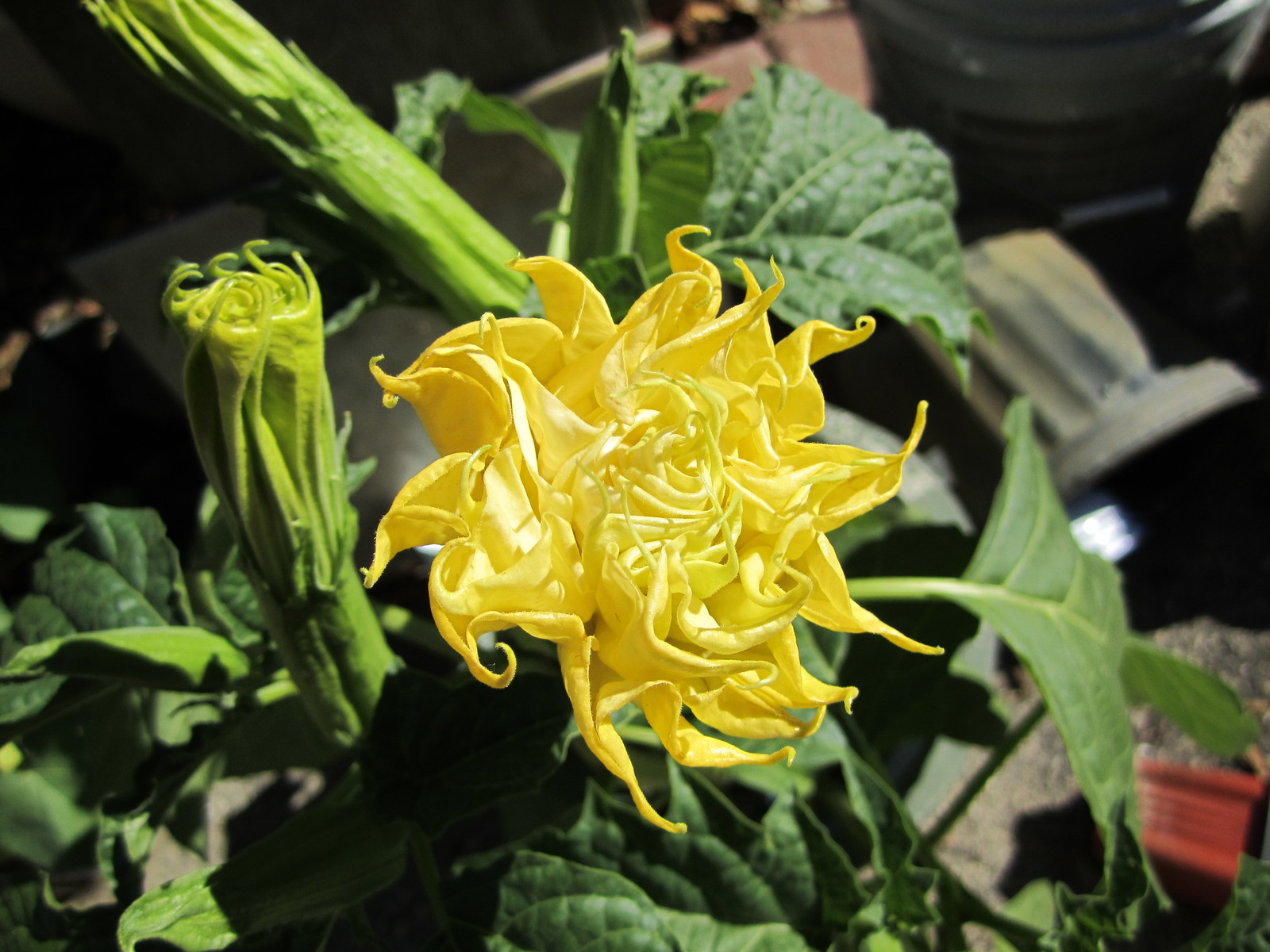 Double Purple & Yellow Angel Trumpet Mix Datura/ Brugmansia Fragrant – seeds 15