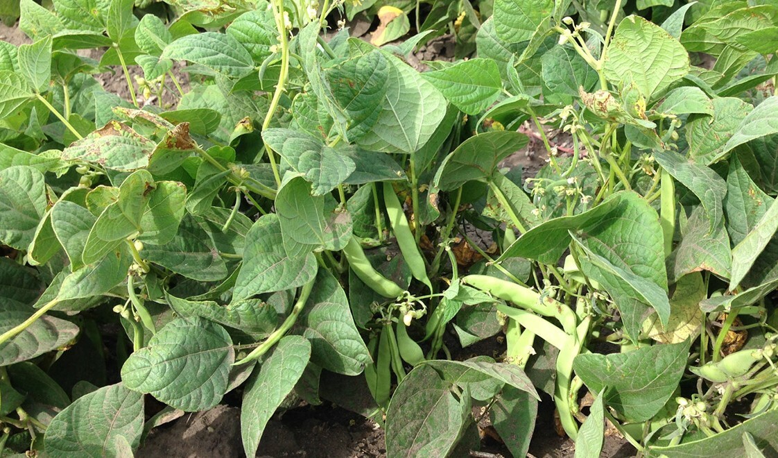 Pinto Bean Seeds | For Planting Bush Shell Beans Spanish Pea Vegetable Seed 2024