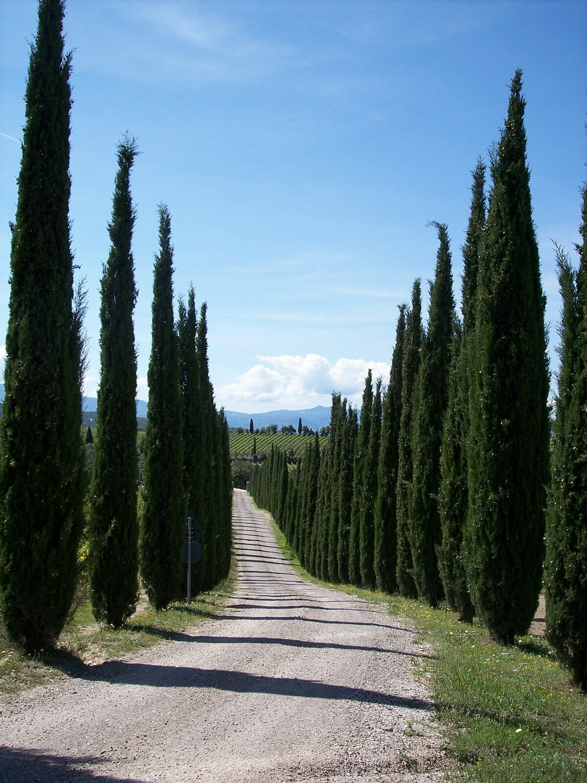 Landscapers Select! Italian Cypress Cupressus sempervirens srtricta 200 seeds