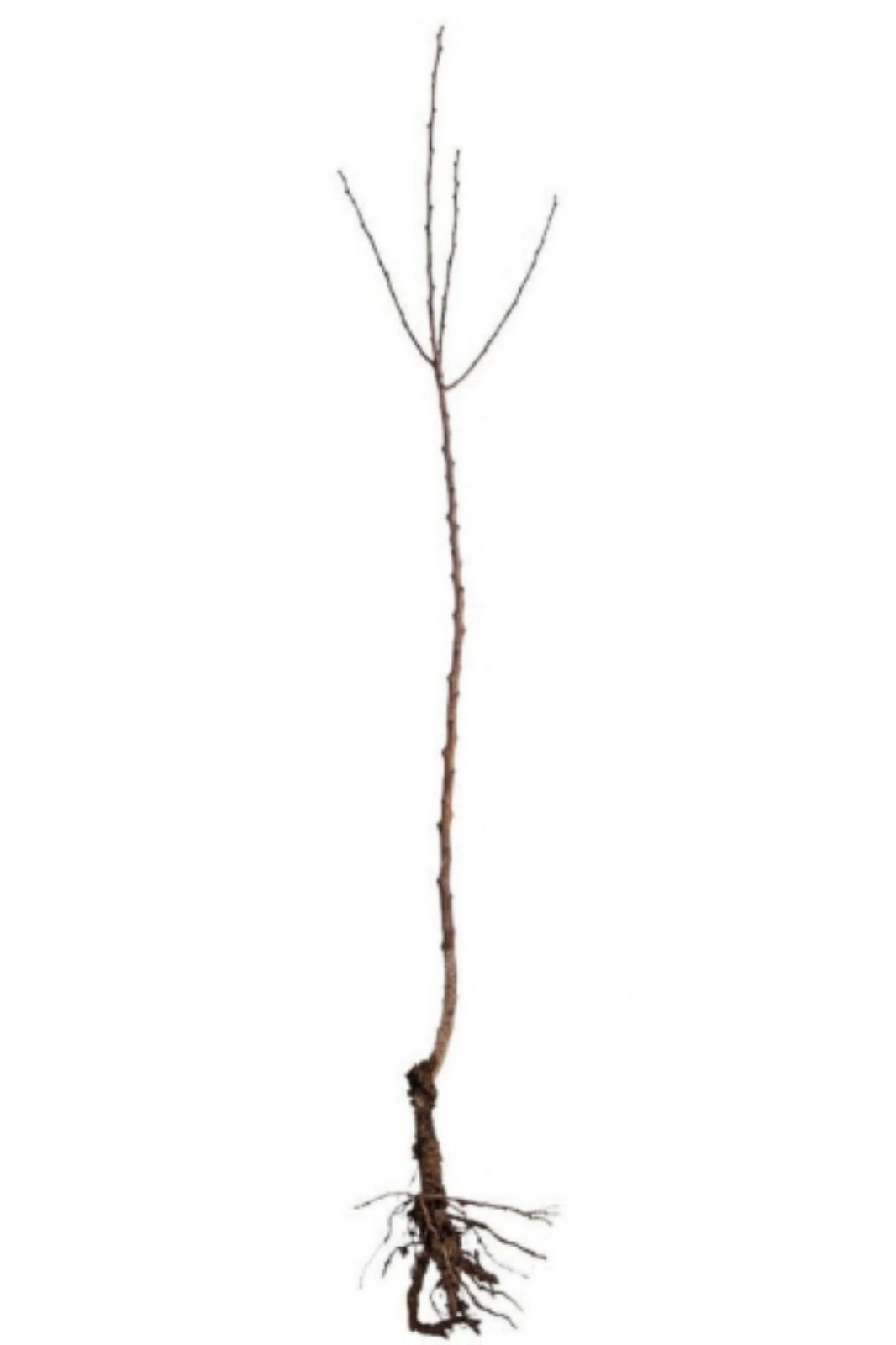 Empire Apple grafted 5x5x12 inches pot size 1 year old
