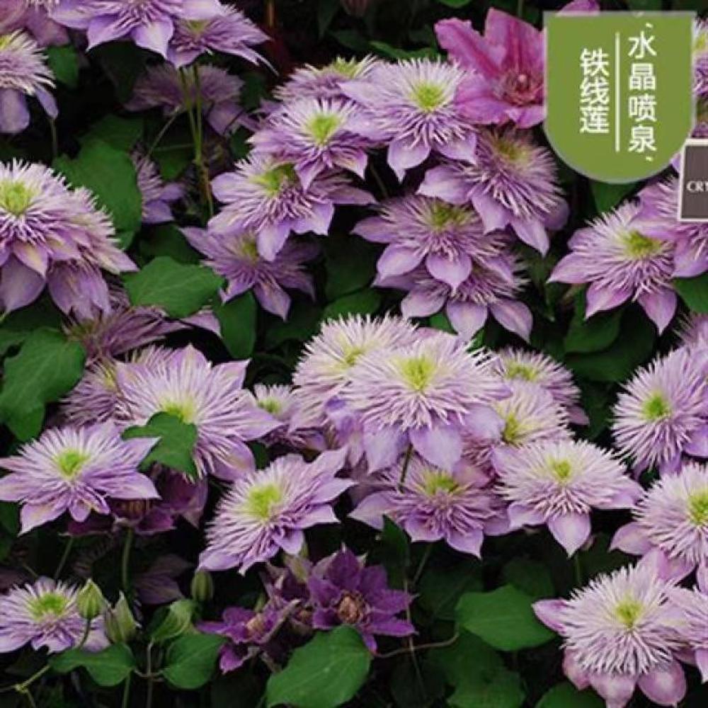 (10) CLEMATIS SEEDS rare exotic climber flower vine garden USA SELLER W/TRACK